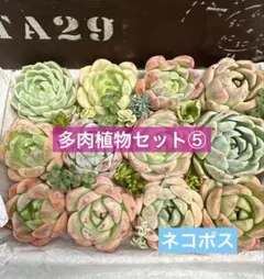 ⑤多肉植物 韓国カット苗セット 多肉植物寄せ植え 多肉弁当