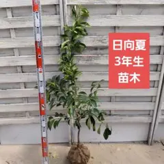 087bloomさま専用 日向夏 ニューサマーオレンジ 3年生