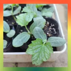 《ヘチマ★2苗》 抜き苗/固定種/家庭菜園/緑のカーテン/化学農薬無し/簡単のサムネイル