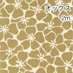 ラスト3点 2m ベージュ オックス