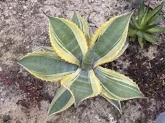 2026年最新】リップルエフェクトの人気アイテム - メルカリ