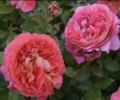 薔薇苗　濃いオレンジ&薄イエロー復色　ボタンアイ ロマンチックロゼット咲き④のサムネイル