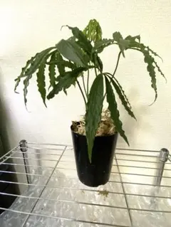 2026年最新】原種アンスリウムの人気アイテム - メルカリ