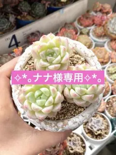 ✧*。ナナ様専用✧*。おまとめ