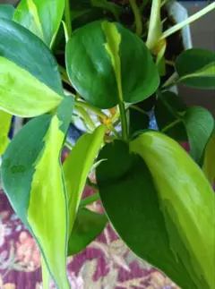 フィロデンドロン 観葉植物 斑入り 　水耕栽培苗