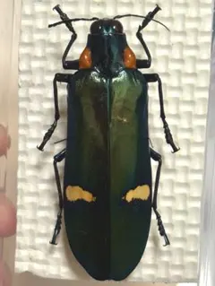 2026年最新】ルリタマムシの人気アイテム - メルカリ