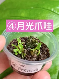 トシコ様 リクエスト 2点 まとめ商品