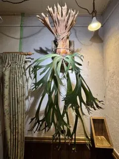 ビカクシダ Willinckii Bogor wild 胞子葉 - メルカリ