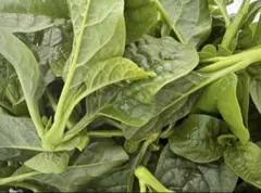 무농약 츠루무라사키 250g