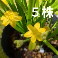 コキンバイザサ　 山野草 　花芽付き苗 黄色アッツザクラ　５株のサムネイル