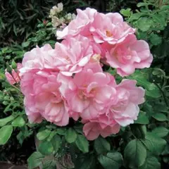 ①フラワーカーペットローズ　アップルブロッサム　苗