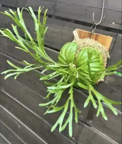 2026年最新】ビカクシダの人気アイテム - メルカリ