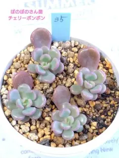 多肉植物 優萌(ゆめ)♡小苗(ぼのぼのさん苗) 多肉植物 優萌(ゆめ)♡小苗(ぼのぼのさん苗) 多肉植物 優萌(ゆめ