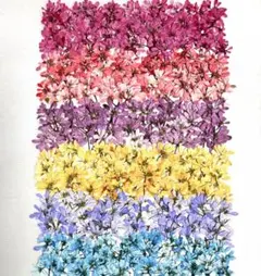 押し花素材、カラーユーホルビアダイヤモンドスノー。2。