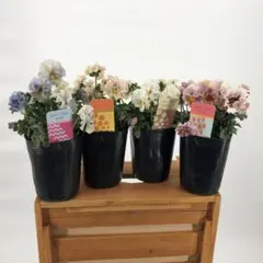 2026年最新】プティフール ビオラの人気アイテム - メルカリ