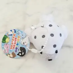 人気の海の動物ぬいぐるみマスコットBCIII アザラシ
