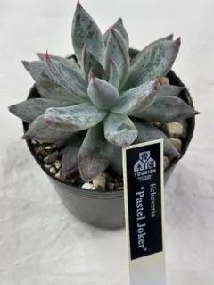 2025年最新】優木園の人気アイテム - メルカリ