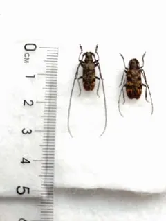 2026年最新】カミキリ 標本の人気アイテム - メルカリ