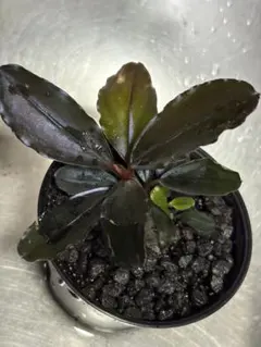 Bucephalandra sp. from sayan-1 Black、2株 Bucephalandra sp. from sayan-1 Black、2株 - メルカリ