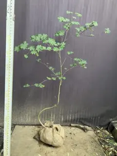 2026年最新】コハウチワカエデ 山採りの人気アイテム - メルカリ