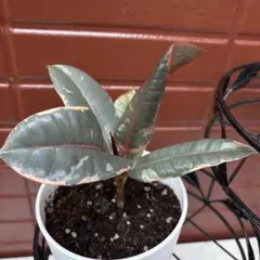 2026年最新】フィカスルビーの人気アイテム - メルカリ