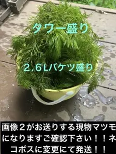 天然マツモ■5Lバケツ盛り最後です⚠️北海道、沖縄県、離島は発送しません⚠️ご注意を 天然マツモ□5Lバケツ盛り‼️⚠️北海道、沖縄県、離島は発送しません