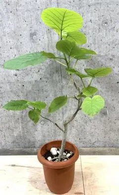 流通皆無‼️✩.*˚ウンベラータ 斑入り✩.*˚ 1 - メルカリ