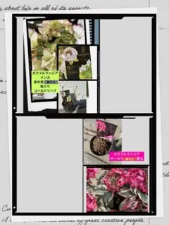 2026年最新】カラフルランジアの人気アイテム - メルカリ