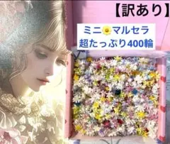 【訳あり】スタフラ　ミニ＆マルセラ　超たっぷり400輪以上(加工花無し)NO.１