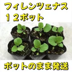 2026年最新】ナス 苗 フィレンツェの人気アイテム - メルカリ