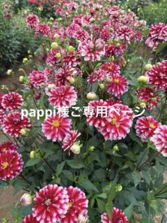 pappi様ご専用ページ