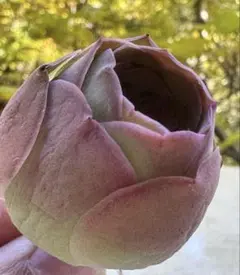 y*o様 No.e797 グリーノビア　若画　アエオニウム　多肉植物　撮影12月