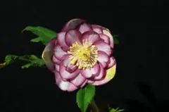 2025年最新】加藤農園クリスマスローズの人気アイテム - メルカリ