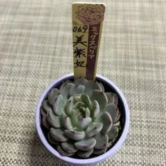 2026年最新】美紫妃の人気アイテム - メルカリ