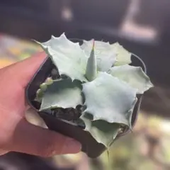 2025年最新】白銀甲蟹の人気アイテム - メルカリ