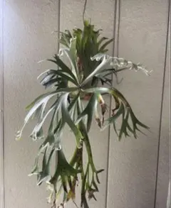 P. willinckii '月光' (月光爪哇) spore 2株 - メルカリ