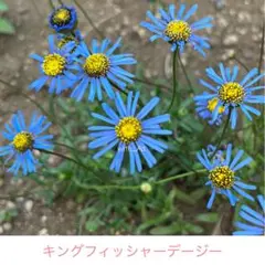 マイケル様 リクエスト 2点 まとめ商品