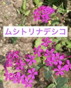 2026年最新】ムシトリナデシコ 種の人気アイテム - メルカリ