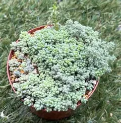 多肉植物 モナンテス アミドロス ☆希少・レア☆ 抜き苗全量
