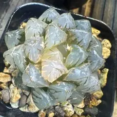 タ*カ様 ハオルチア　オブツーサ錦　水中の月錦　約5cm⑨
