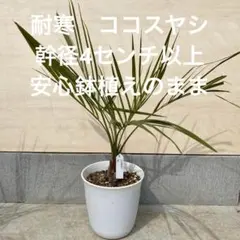 s*e様 ココスヤシシルバーリーフ【双子極太】葉先160cm幹回り60cm 幹高 楽天市場】ココスヤシ シルバーの通販