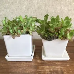 マザーリーフ　陶器鉢入　2個セット　苔　セイロンベンケイソウ　多肉植物　白角鉢のサムネイル