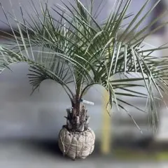 ココスヤシ　シルバーリーフ ココスヤシ1※シルバーリーフ｜Play Garden（株式会社プレイガーデン）