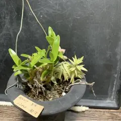 へのかっぱ様 リクエスト 2点 まとめ商品