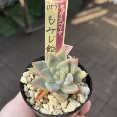 ❤️確認用❤️ミックスベリア❤️ブルーベリームーン❤️抜き苗♪✨メルカリ便✨札なし ミックスベリア ブルーベリームーン おらいさん苗 - メルカリ