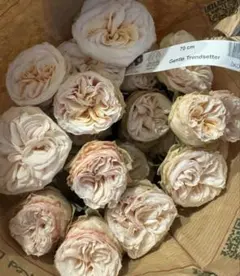 バラ苗　切りバラ苗　Appl♡ Jac♡k Rose苗 バラ苗 切りバラ苗 Appl♡ Jack Rose苗 - メルカリ