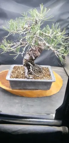 ラビシア オブツシフォリア タートルバック 5号 ① - メルカリ