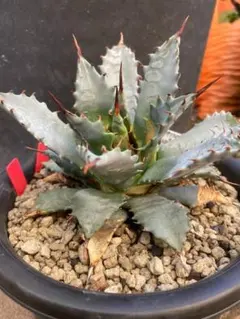 2025年最新】エボリスピナ ハイブリッドの人気アイテム - メルカリ