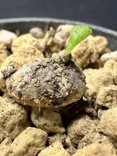 T*K様 1238Tylecodon similisチレコドン シミリスコーデッのサムネイル