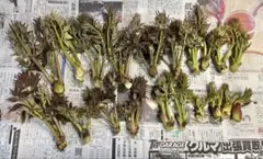 ④岩手雫石町産 食べ応え有り 一番芽 大型タラの芽 5本 400g超 - メルカリ